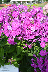 Purple Kiss Garden Phlox (Phlox paniculata 'Purple Kiss') at Stonegate Gardens