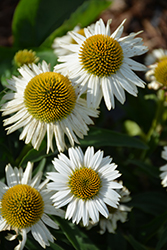 Meditation White Coneflower (Echinacea 'Meditation White') at A Very Successful Garden Center