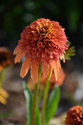 Cone-fections Marmalade Coneflower (Echinacea 'Marmalade') at A Very Successful Garden Center