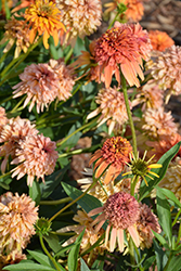 Cone-fections Marmalade Coneflower (Echinacea 'Marmalade') at Lakeshore Garden Centres
