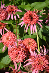 Cone-fections Guava Ice Coneflower (Echinacea 'Guava Ice') at Stonegate Gardens
