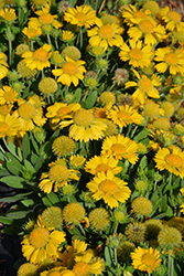 Gallo Yellow Blanket Flower (Gaillardia aristata 'KIEGALYEL') at Stonegate Gardens