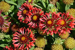 Commotion Frenzy Blanket Flower (Gaillardia x grandiflora 'Commotion Frenzy') at A Very Successful Garden Center