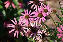 Rocky Top Coneflower (Echinacea tennesseensis 'Rocky Top') at Lakeshore Garden Centres