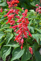 Saucy Red Salvia (Salvia splendens 'Saucy Red') at Lakeshore Garden Centres