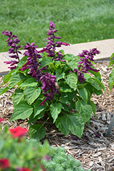 Saucy Purple Salvia (Salvia splendens 'Saucy Purple') at A Very Successful Garden Center