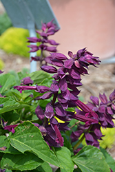 Saucy Purple Salvia (Salvia splendens 'Saucy Purple') at A Very Successful Garden Center