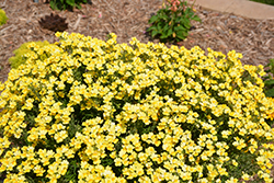 Nessie Plus Yellow Nemesia (Nemesia 'Nessie Plus Yellow') at A Very Successful Garden Center