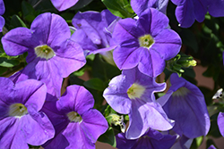 Veranda Sky Blue Petunia (Petunia 'Veranda Sky Blue') at A Very Successful Garden Center