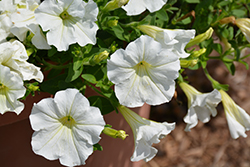 Veranda White Petunia (Petunia 'Veranda White') at A Very Successful Garden Center