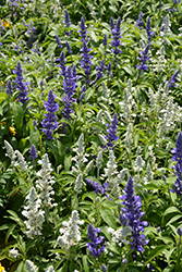 Fahrenheit Blue and White Salvia (Salvia farinacea 'Fahrenheit Blue and White') at A Very Successful Garden Center