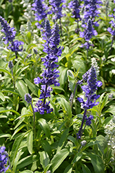 Fahrenheit Blue Salvia (Salvia farinacea 'Fahrenheit Blue') at A Very Successful Garden Center