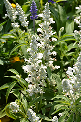 Fahrenheit White Salvia (Salvia farinacea 'Fahrenheit White') at A Very Successful Garden Center