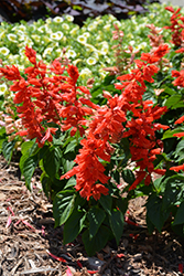 Grandstand Red Salvia (Salvia splendens 'Grandstand Red') at Lakeshore Garden Centres