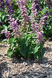 Grandstand Lavender Salvia (Salvia splendens 'Grandstand Lavender') at A Very Successful Garden Center