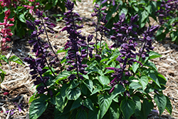 Grandstand Purple Salvia (Salvia splendens 'Grandstand Purple') at A Very Successful Garden Center