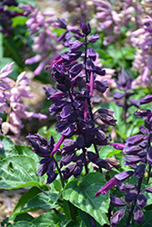 Grandstand Purple Salvia (Salvia splendens 'Grandstand Purple') at A Very Successful Garden Center