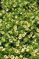 Blanket Yellow Petunia (Petunia 'Blanket Yellow') at Lakeshore Garden Centres
