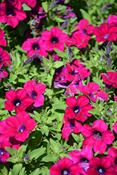 Blanket Zinfandel Petunia (Petunia 'Blanket Zinfandel') at A Very Successful Garden Center