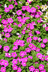 Blanket Rose Petunia (Petunia 'Blanket Rose') at A Very Successful Garden Center
