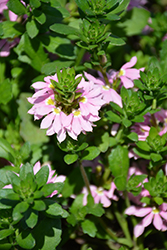 Scampi Pink Fan Flower (Scaevola aemula 'Scampi Pink') at A Very Successful Garden Center