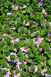 Scampi Pink Fan Flower (Scaevola aemula 'Scampi Pink') at A Very Successful Garden Center