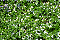 Scampi White Fan Flower (Scaevola aemula 'Scampi White') at A Very Successful Garden Center