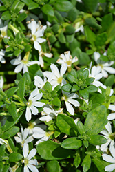Scampi White Fan Flower (Scaevola aemula 'Scampi White') at A Very Successful Garden Center