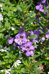 Actors Lavender Blue Angelonia (Angelonia angustifolia 'Actors Lavender Blue') at A Very Successful Garden Center