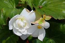 AmeriHybrid Roseform White Begonia (Begonia 'AmeriHybrid Roseform White') at A Very Successful Garden Center