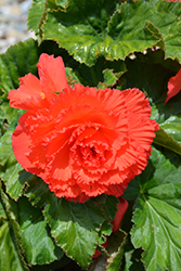 AmeriHybrid Ruffled Coral Salmon Begonia (Begonia 'PAS1384102') at A Very Successful Garden Center