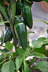 Yellow Crest Pepper (Capsicum annuum 'Yellow Crest') at A Very Successful Garden Center