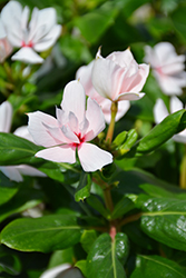 Soiree Double White Vinca (Catharanthus roseus 'Soiree Double White') at A Very Successful Garden Center