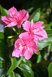 Soiree Double Pink Vinca (Catharanthus roseus 'Soiree Double Pink') at Lakeshore Garden Centres