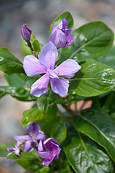 Soiree Kawaii Double Orchid Vinca (Catharanthus roseus 'Soiree Double Orchid') at Lakeshore Garden Centres