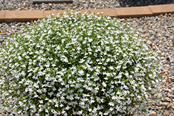 Suntory Trailing White Lobelia (Lobelia 'Suntory Trailing White') at A Very Successful Garden Center