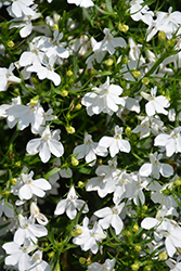Suntory Trailing White Lobelia (Lobelia 'Suntory Trailing White') at Lakeshore Garden Centres