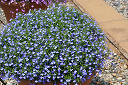 Suntory Trailing Blue with Eye Lobelia (Lobelia 'Suntory Trailing Blue with Eye') at A Very Successful Garden Center