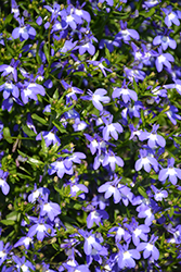 Suntory Compact Sky Blue Lobelia (Lobelia 'Suntory Compact Sky Blue') at A Very Successful Garden Center