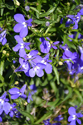 Suntory Compact Blue Lobelia (Lobelia 'Suntory Compact Blue') at A Very Successful Garden Center