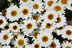 Grandessa White Marguerite Daisy (Argyranthemum 'Grandessa White') at A Very Successful Garden Center