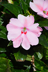 SunPatiens Spreading Pink Kiss New Guinea Impatiens (Impatiens 'SAKIMP043') at A Very Successful Garden Center