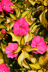 SunPatiens Compact Tropical Rose New Guinea Impatiens (Impatiens 'SunPatiens Compact Tropical Rose') at Lakeshore Garden Centres