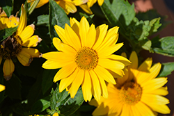 Sole d'Oro False Sunflower (Heliopsis 'Sole d'Oro') at Lakeshore Garden Centres
