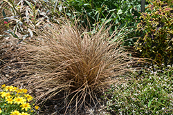 Mad For Mocha Hair Sedge (Carex comans 'Mad For Mocha') at Stonegate Gardens