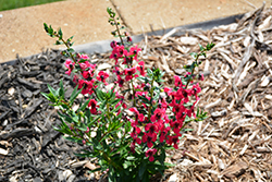 Archangel Cherry Red Angelonia (Angelonia angustifolia 'Balarcher') at A Very Successful Garden Center