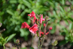 Arctic Blaze Red Sage (Salvia 'Novasalred') at Stonegate Gardens