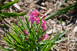 Rock Candy Pink Beard Tongue (Penstemon 'Novapenpin') at A Very Successful Garden Center