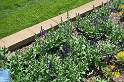 Lyrical Blues Meadow Sage (Salvia nemorosa 'Balyriclu') at Stonegate Gardens