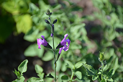 Arctic Blaze Purple Sage (Salvia 'Novasalpur') at Lakeshore Garden Centres